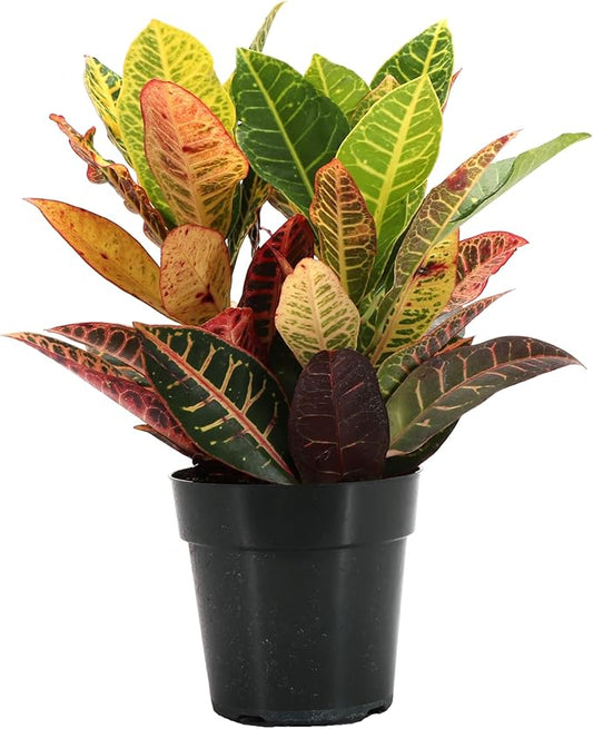 Thorsen's Greenhouse Live Petra Croton Plant, Codiaeum Variegatum, Colorful Foliage, Live Indoor Houselant (Nursery Pot, 6-inch Pot)