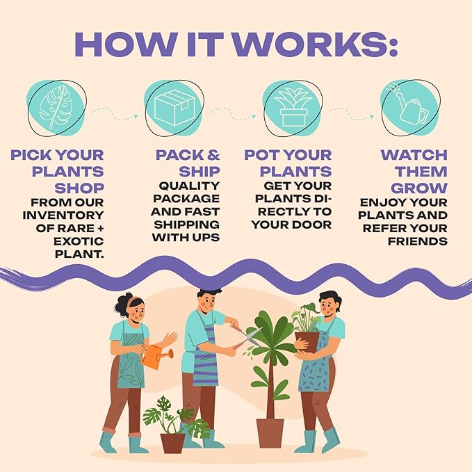 CoollectivePlants Stromanthe Triostar - Live Plant in 6″ Grower’s Pot, Stromanthe Triostar Live Plant, Easy Indoor House Plants, Low Maintenance Houseplant (6″ Wide Pot)