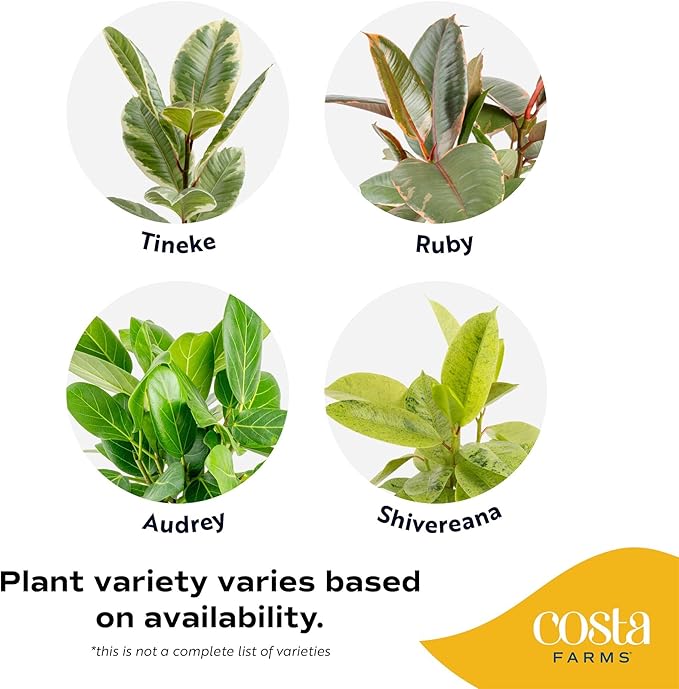 Costa Farms Ficus Live Plants (Pack of 2), Easy to Grow Live Indoor Houseplants, Grower's Choice Collection, Potted in Minimal Decor Plant Pots, Potting Soil, Housewarming Gift, Home and Room Decor