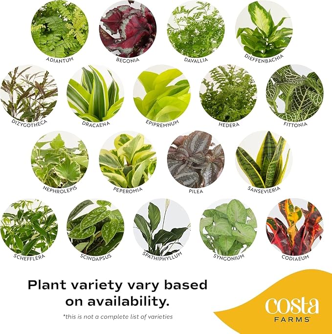 Costa Farms Live Plants (Pack of 2), Easy to Grow Live Indoor Houseplants in 3.8-Inch Plant Pots, Hand-Selected Varieties, Home and Room Decor, 8-10 Inches Tall