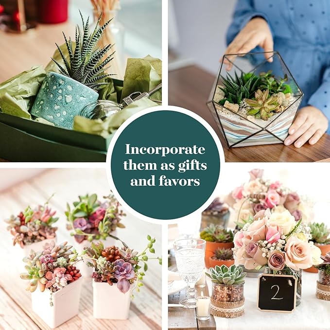 Shop Succulents Colorful Succulent Plant Pack 2" Grow Pot Pack of 32