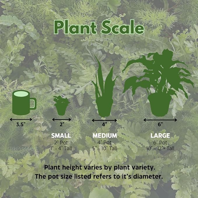 BubbleBlooms Colorful Bromeliad Assortment, 4 inch Set of 3, Guzmania Variety