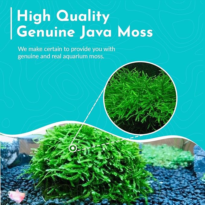 5 Pack Java Moss Taxiphyllum Barbieri Portions