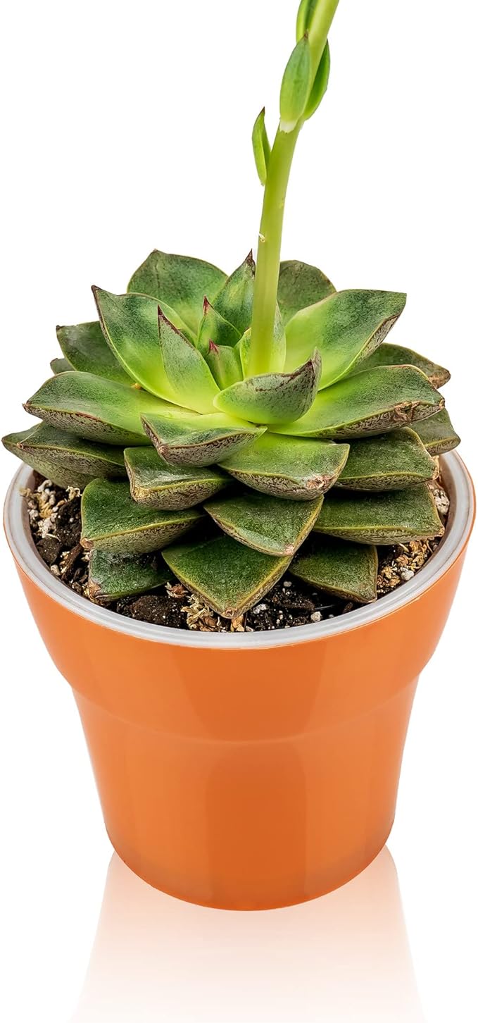 Gardenera Professional Succulent Soil Premium All Purpose Blend | Pre-Mixed Ready to Use for Cactus and Succulents | Sphagnum Peat Moss, Perlite, New Zealand Pine Bark - Made in USA - 20 Quart