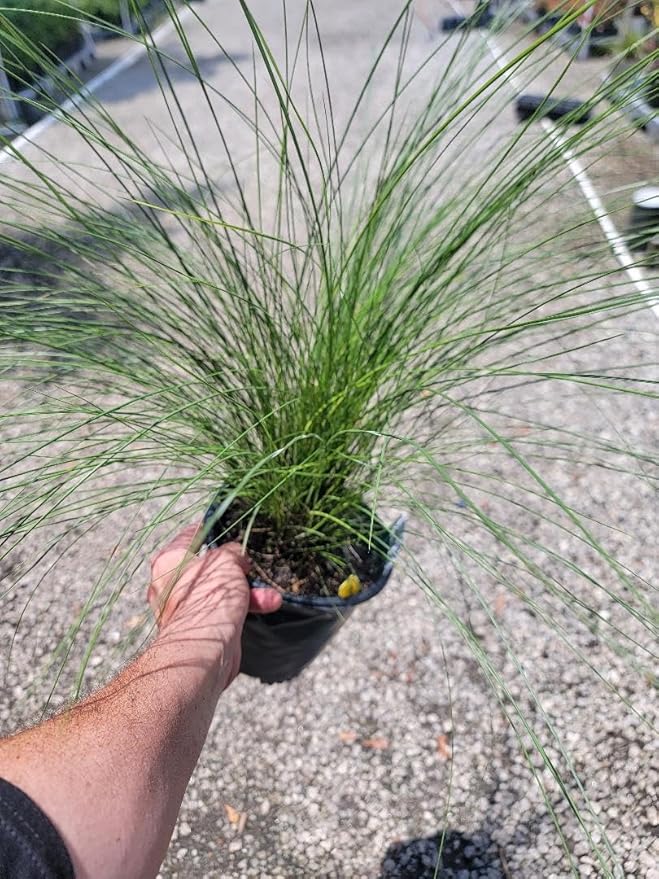 Pink Muhly Grass ( muhlenbergia ) - Live Plant - Trade Gallon Pot