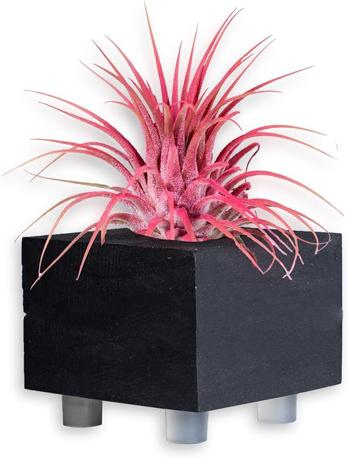 Air Plants - Tillandsia Ionantha - Organically Enhanced Color - Live Arrival Guaranteed - House Plants for Home Decor & Gift (Coral_Glow_3pk+3_Black Planters)