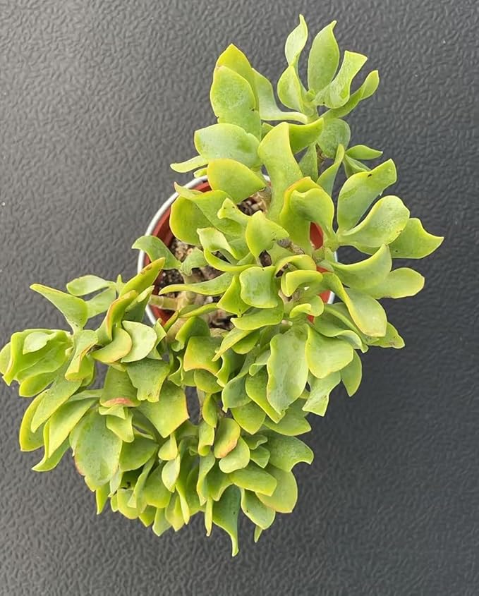 Ripple Jade with Vintage Metal Pot, Live Crassula Arborescens Undulatifolia, Rare Cute Succulent Plant in 4" Planter, Home Office Décor