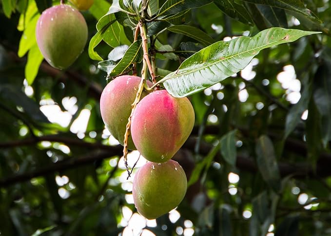 GARDENERA Mango Tree Potting Soil - Enhance Fruiting and Health with Professional Grade Nutrient-Rich Mix - 3 Quart