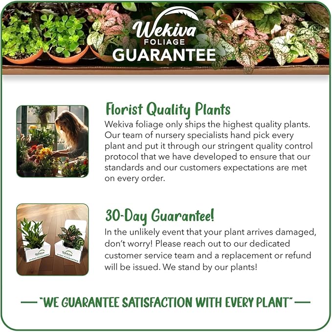 Custard Apple Tree - Cherimoya - Live Plant in a 4 Inch Growers Pot - Annona Cherimola - Beautiful Edible Fruit Bearing Tree for Patio or Garden