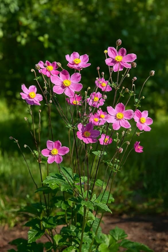 Perennial Farm Anemone x Hybrida 'Pamina' – Live Windflower in #1 Container, Semi-Double Deep Rose-Pink Blooms, Long Blooming, Deer Resistant, Perfect for Borders, Shade & Pollinator Gardens
