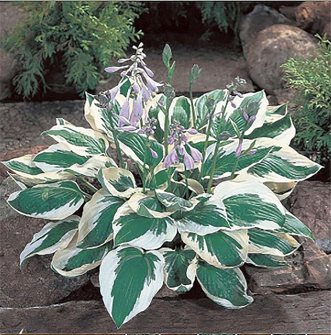 Captain Kirk Hosta - Shade Plant, 24-42" Tall, 42" Wide. Bold Green Leaves with Light Green Centers, Ideal for Low Light Areas, Low Maintenance. Also Good Indoor House Plants.