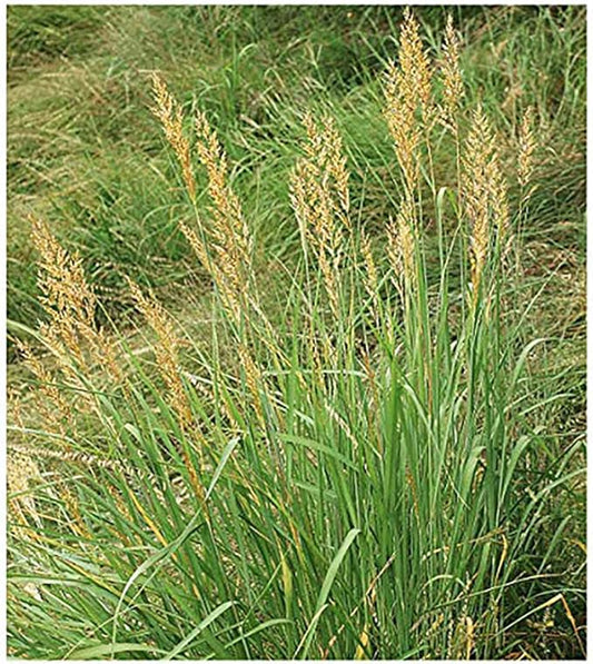 Indiangrass Seeds - Tall Grass Prairie Inhabitant - Can Reach 7 Feet in Height