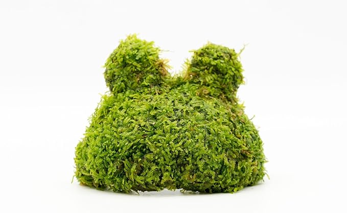 SubstrateSource Live Aquarium Plants on Driftwood, Lava Rock, Moss, Fiber Mat - Freshwater Fish Tanks - Easy, Beginner Friendly (Christmas Moss on Coconut Toad)