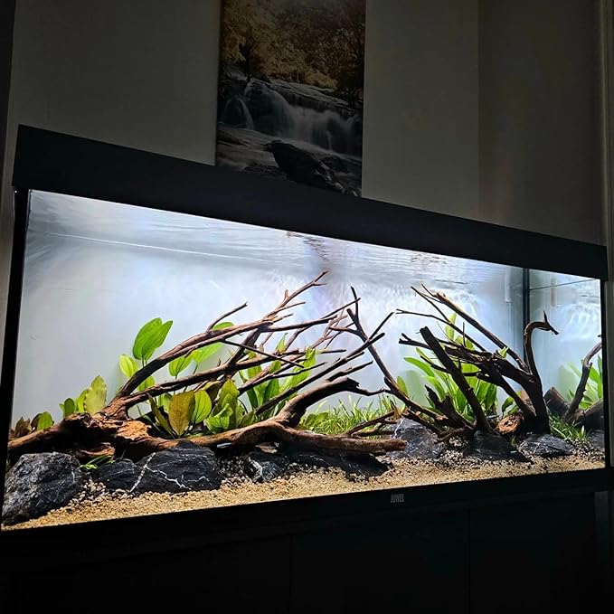 SubstrateSource Live Plant - Amazon Sword (Echinodorus Bleheri) - Beginner Friendly, Easy Care, Medium Light, Midground to Background Placement - Freshwater Aquarium Decoration - 1 Bunch (4-5 Plants)