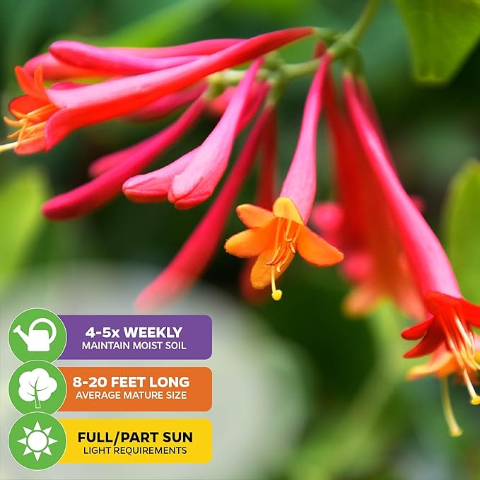 Trumpet Honeysuckle Coral Live Plant - Lonicera sempervirens - Wellspring Gardens Vibrant Blossoms, Honeysuckle Plants Live in Full Bloom Great for Nature Lovers & Gardeners- Outdoor & Indoor Planting