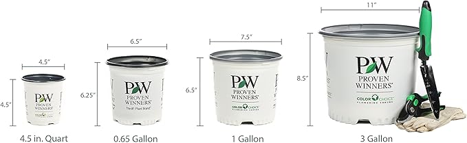 Proven Winners BRUPWP1016102 Queen of Hearts (Brunnera) Live Plant, 1 Gallon, Silver