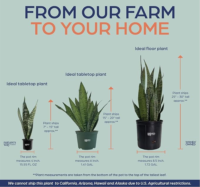 Nature's Way Farms, Sansevieria Zeylanica, Snake Plant, Live Houseplant, Easy Care, Air-Purifying (25-30 in. Tall) in Grower Pot