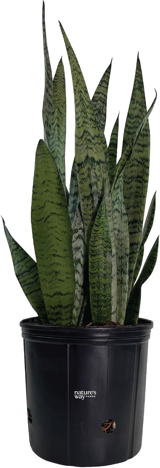 Nature's Way Farms, Sansevieria Zeylanica, Snake Plant, Live Houseplant, Easy Care, Air-Purifying (25-30 in. Tall) in Grower Pot