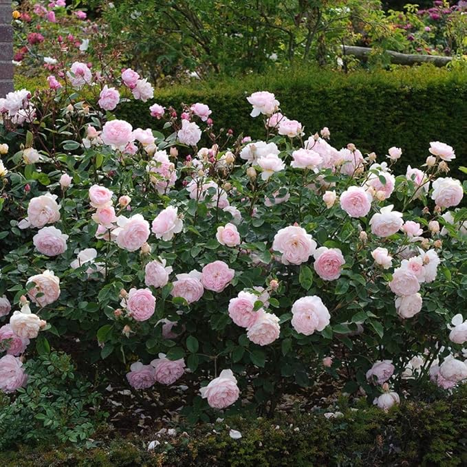 Heirloom Roses David Austin Rose Plant - Gentle Hermione® Pink Rose Bush, Live Plant for Planting Outdoors