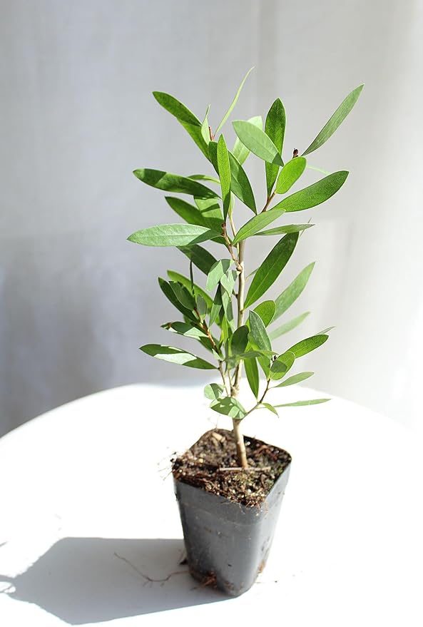 Generic Purple Bottlebrush Starter Plant Callistemon Citrinus Jeffersii Starter Plant Shrub Pink Floral Live Plant Landscape Outdoor Garden Plant