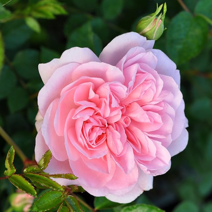 Heirloom Roses Rose Plant - Bonica® Pink Rose Bush, Landscape Live Plant for Planting Outdoors