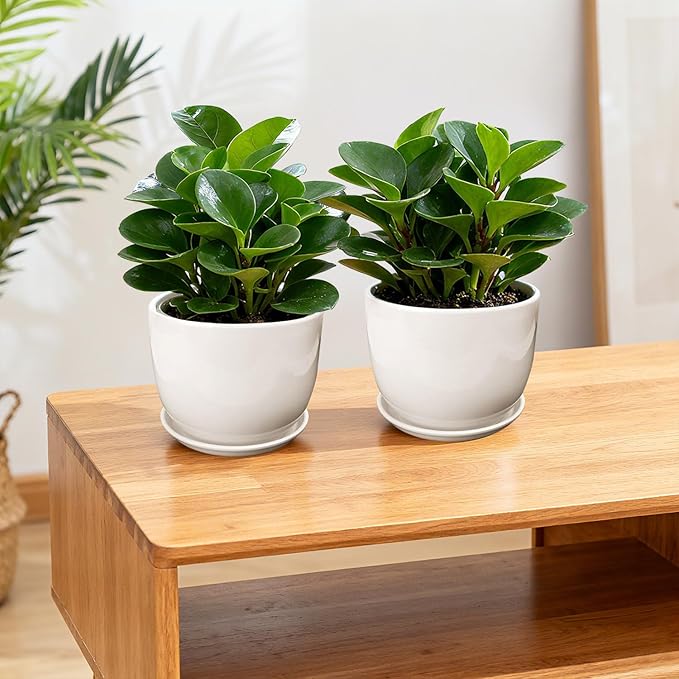 Ceramic Plant Pots,White 6.7 Inch Flower Pots for Plants,Ceramic Planter with Drainage Holes,Indoor Planter Pots with Saucer,Outdoor Garden Pots (White, 2 Pack)