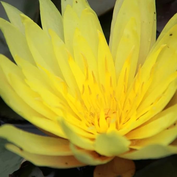 Pin Waree Live Perennial Water Lily Perfect Pond Plant Pre Grown Bare Root Waterlily Outdoor Koi Pond or Container Ponds Lillies pregrown Lilly pad