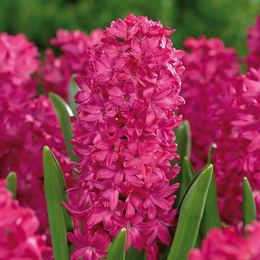 Jan Bos Pink Hyacinth Bulbs - 8 Bulbs