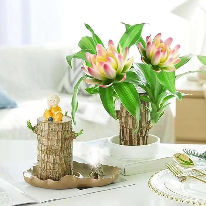 Brazilian Lucky Wood Plant Kit, Lucky Wood Doesn't Need to Wait to Sprout, Suitable for Home Office Desk Decor, Natural Air Cleaner (C)