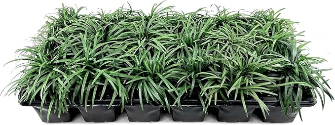 Dwarf Mondo Grass | 10 Large 4 Inch Pots | Ophiopogon Japonicus Nanus | Live Evergreen Shade Loving Groundcover