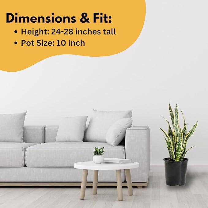 United Nursery Live Snake Plant, Sansevieria Trifasciata Laurentii, Variegated Snake Plant, 2-3 ft. Tall Mother in Laws Tongue House Plant for Indoor and Outdoor (Cream Decor Pot)