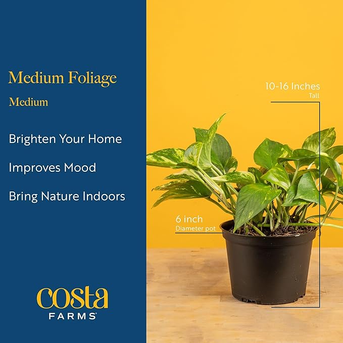 Costa Farms Live Plants | Pack of 6 | Easy to Grow Indoor Houseplants | 1-Foot Tall | Hand-Selected Variety Mix | 6-Inch Plant Pots | Housewarming Gift | Office and Room Decor