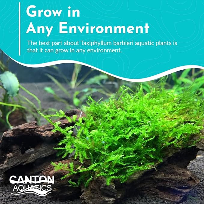 5 Pack Java Moss Taxiphyllum Barbieri Portions