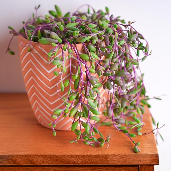 4" Ruby Necklace with White Stripe Pot, Live Othonna capensis L.H.Bailey Succulent, Purple Hanging Trailing House Plant for Home Office Wedding Decoration DIY Project Party Favor