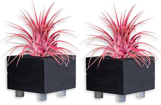 Air Plants - Tillandsia Ionantha - Organically Enhanced Color - Live Arrival Guaranteed - House Plants for Home Decor & Gift (Coral_Glow_2pk+2_Black_Planters)