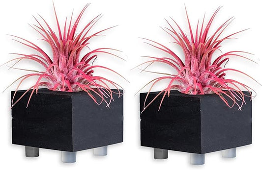 Air Plants - Tillandsia Ionantha - Organically Enhanced Color - Live Arrival Guaranteed - House Plants for Home Decor & Gift (Coral_Glow_2pk+2_Black_Planters)