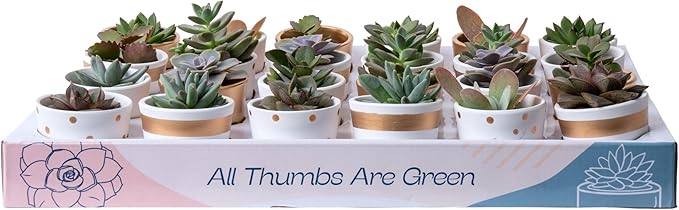 Costa Farms Succulents (24 Pack), Live Mini Succulent Plants in Ceramic Decor Planter Pots, Indoor Houseplants in Potting Soil, Bulk Baby Shower Gifts, Party Favors, Bridesmaid Gifts, 2-Inches Tall