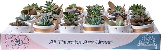 Costa Farms Succulents (24 Pack), Live Mini Succulent Plants in Ceramic Decor Planter Pots, Indoor Houseplants in Potting Soil, Bulk Baby Shower Gifts, Party Favors, Bridesmaid Gifts, 2-Inches Tall
