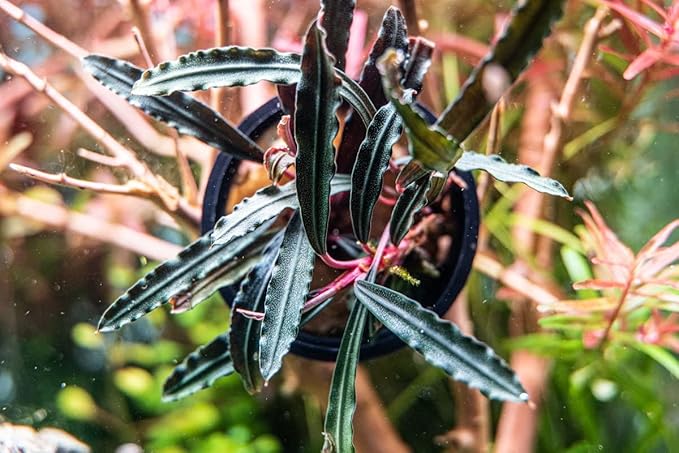 SubstrateSource Bucephalandra Velvet 3 Color Potted Live Aquarium Plant - Natural Freshwater Fish Tank Decorations, Aquatic Décor