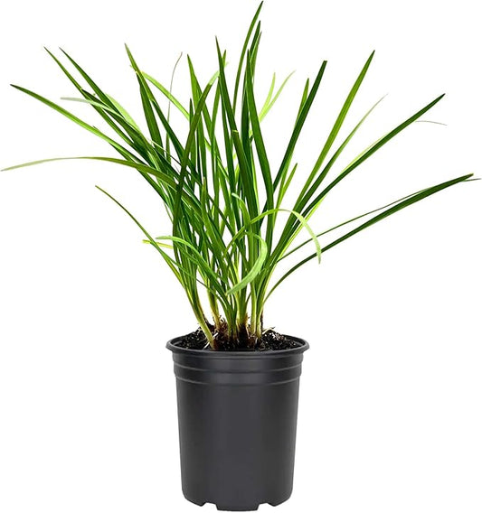 Society Garlic | 3 Large Gallon Size Plants I Tulbaghia Violacea I Live Fragrant Purple Blooms & Edible Leaves, Easy-Care, Drought-Resistant Outdoor Herb