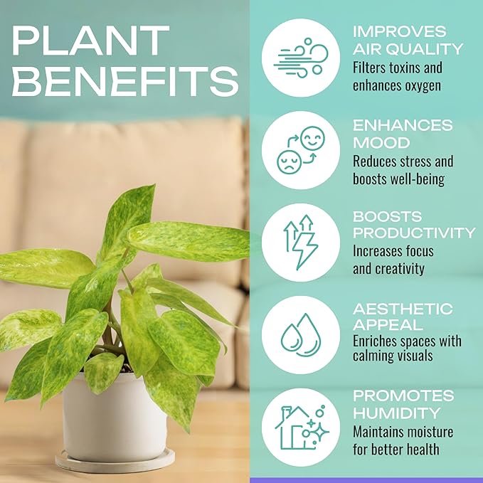 CoollectivePlants Philodendron Collection 4 Pack - Live Philodendron Plant in 4″ Grower’s Pot, Rare House Plants Live, Easy Indoor Plants