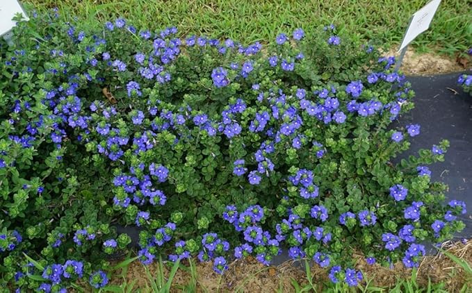 Beach Bum Blue I 1 Large Gallon Size Plant I Evolvulus Glomeratus I Live Low-Maintenance, Drought-Resistant, Ideal for Coastal Gardens