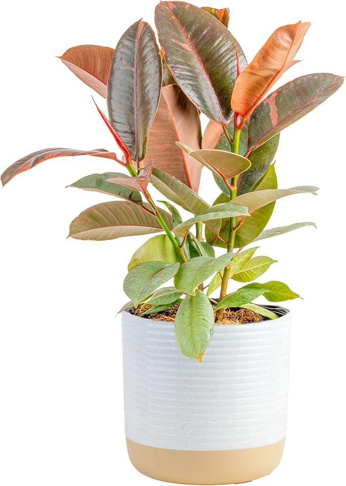 Costa Farms Ficus Live Plant | Beautiful Potted Houseplant in 10-Inch Decorative Plant Pot | 22-40 Inches Tall, Grower's Choice Variety | Potting Soil | Garden or Birthday Gift | Room and Home Decor