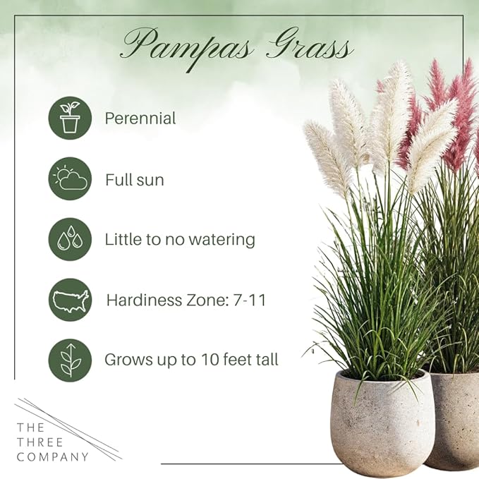 Ornamental White Grass (2 Plants Per Pack) - Live Decorative Plant - 12" Tall by 6" Wide in 1.5 Qt Pot