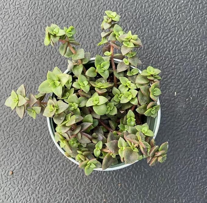 Calico Kitten Succulent with Vintage Metal Pot, Live Crassula Pellucida Variegata Plant, Rare House Plant for Home Holiday Wedding Garden Decor, DIY Projects, Party Favor