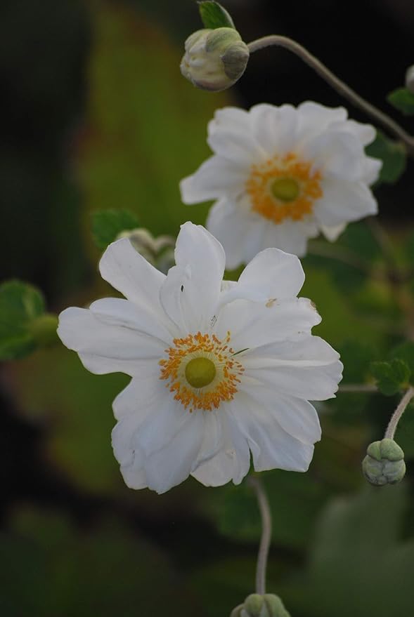 Perennial Farm Anemone x Hybrida 'Whirlwind' – Live Windflower in #1 Container, Semi-Double White Blooms, Long Blooming, Deer Resistant, Great for Borders, Shade Gardens & Pollinator Habitats