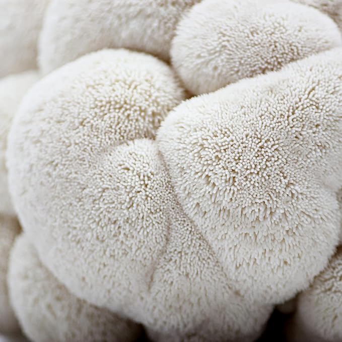 (2-Pack) North Spore Organic Lion's Mane Mushroom Spray & Grow Kits (4 lbs each) | USDA-Certified Organic, Non-GMO, Beginner-Friendly & Easy to Use | Handmade in Maine, USA