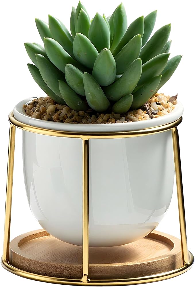 Floating Style Small Succulent Pots-3.7 Inch with Drainage and Tray, Cactus Pot, White Modern Indoor Ceramic Plant Pots (White 2)