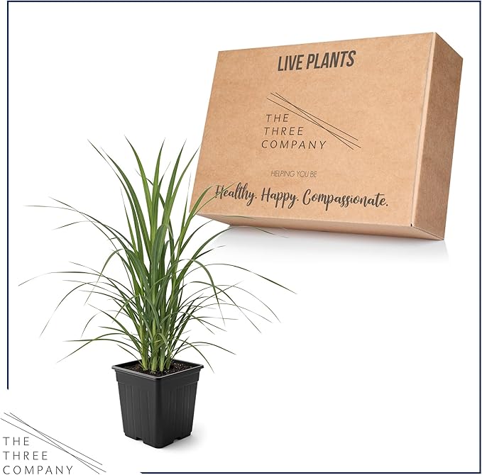 Live White Pampas Grass (Cortaderia selloana) - Showy Perennial Accent Plant - 12" Tall by 6" Wide in 1.5 Qt Pot