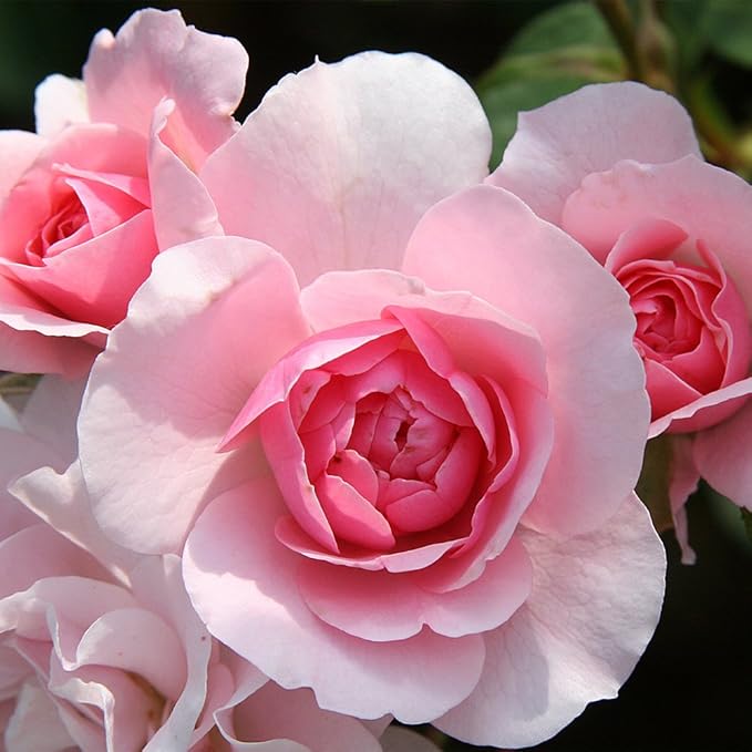 Heirloom Roses Rose Plant - Bonica® Pink Rose Bush, Landscape Live Plant for Planting Outdoors